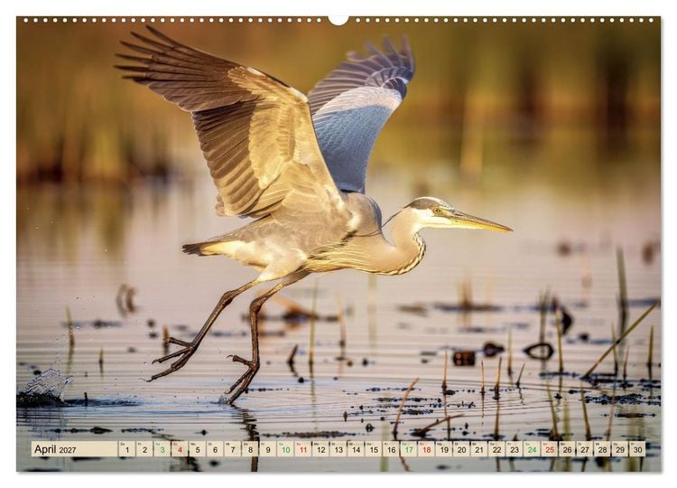 Produktbild: Silberreiher - pure Eleganz (Wandkalender 2027 DIN A2 quer), CALVENDO Monatskalender
