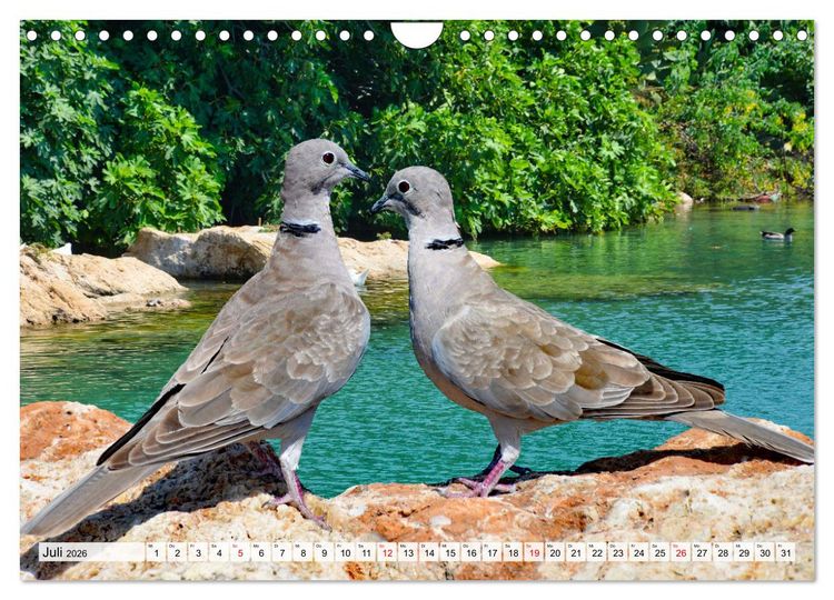 Produktbild: Wer gurrt denn da? (Wandkalender 2026 DIN A4 quer), CALVENDO Monatskalender