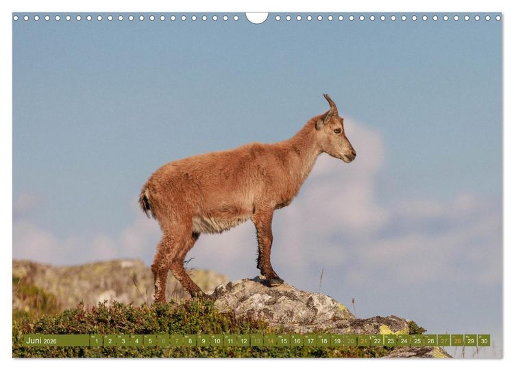 Produktbild: Steinb&ouml;cke am Niederhorn (Wandkalender 2026 DIN A3 quer), CALVENDO Monatskalender