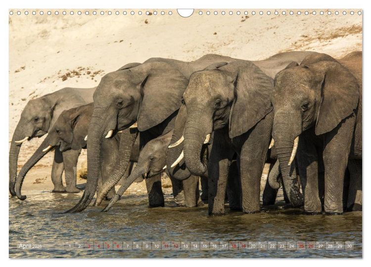 Produktbild: Elefanten in Afrika - Die mit den gro&szlig;en Ohren (Wandkalender 2026 DIN A3 quer), CALVENDO Monatskalender