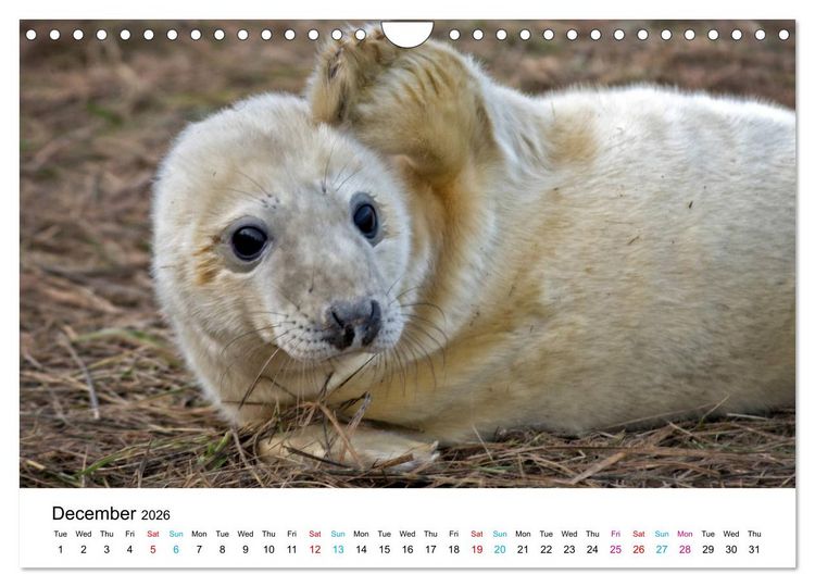 Produktbild: Grey Seal Pups of Donna Nook (Wall Calendar 2026 DIN A4 landscape), CALVENDO 12 Month Wall Calendar