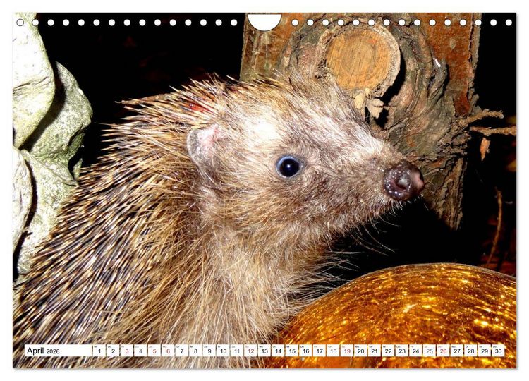 Produktbild: Igeleien - Begegnungen mit hungrigen Igeln (Wandkalender 2026 DIN A4 quer), CALVENDO Monatskalender