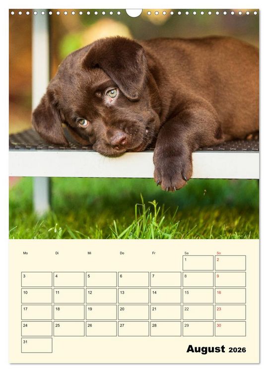 Produktbild: Familienplaner - Labrador Welpen entdecken die Welt (Wandkalender 2026 DIN A3 hoch), CALVENDO Monatskalender