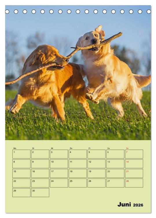 Produktbild: Jahresplaner Golden Retriever (Tischkalender 2026 DIN A5 hoch), CALVENDO Monatskalender