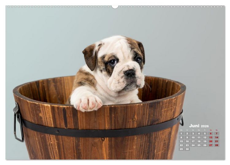 Produktbild: Old English Bulldog Welpen (hochwertiger Premium Wandkalender 2026 DIN A2 quer), Kunstdruck in Hochglanz