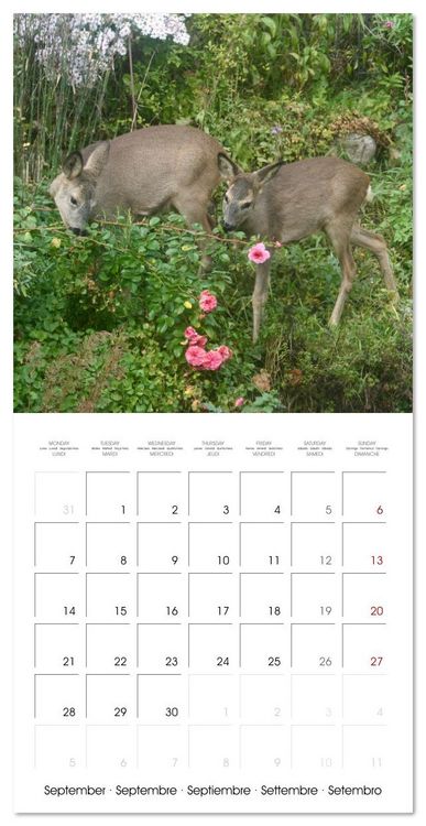 Produktbild: WILD GARDEN ANIMALS (Wall Calendar 2026 12 &times; 12 Inch) CALVENDO 12 Month Wall Calendar