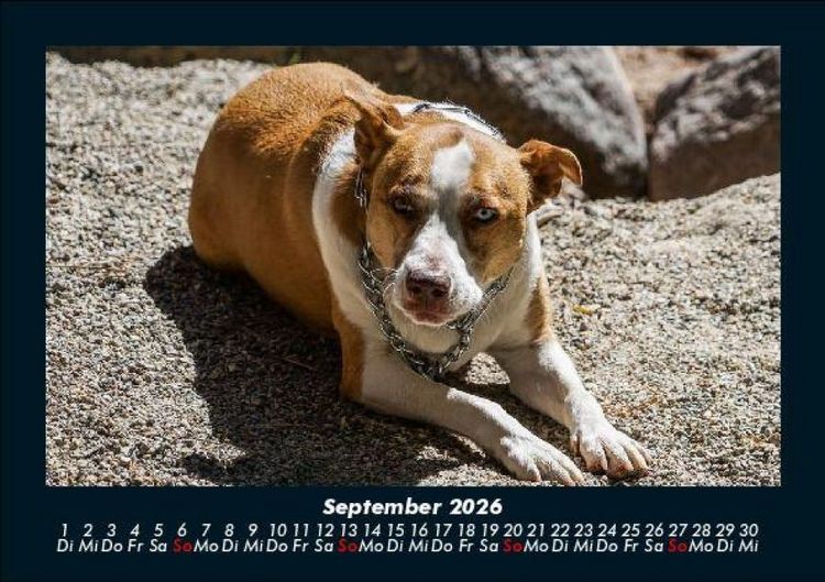 Produktbild: Hundezauber 2026 Fotokalender DIN A5