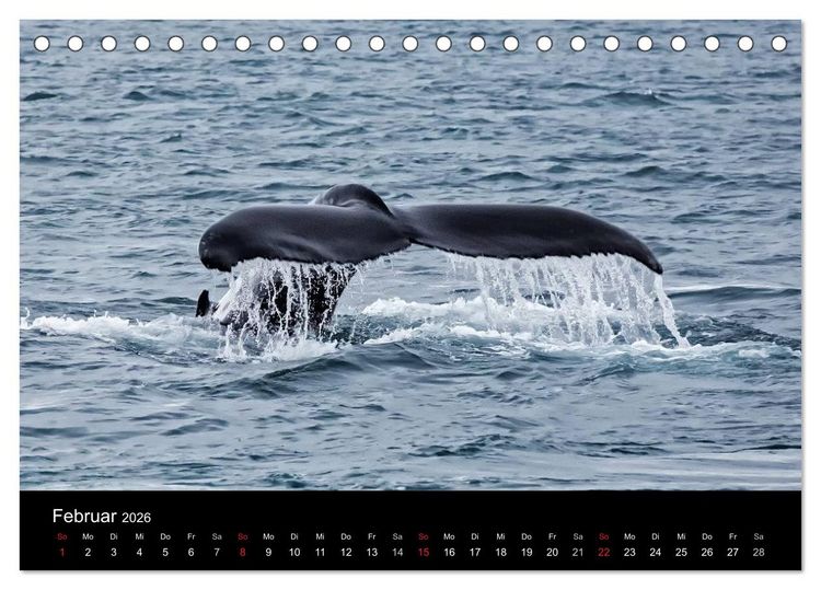 Produktbild: TRAUMZIEL ARKTIS, Impressionen vom Rand der Welt (Tischkalender 2026 DIN A5 quer), CALVENDO Monatskalender