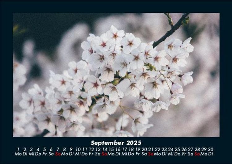 Produktbild: Blumenkalender 2025 Fotokalender DIN A5