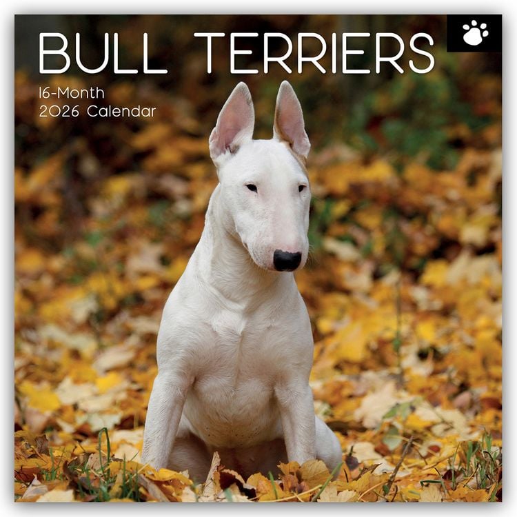 Produktbild: Bull Terrier 2026 – 16-Monatskalender