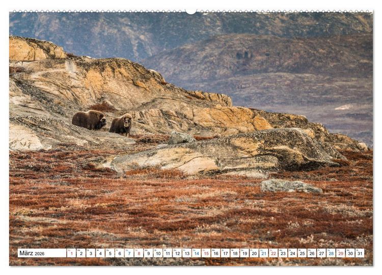 Produktbild: Scoresbysund - Sommer im gr&ouml;&szlig;ten und l&auml;ngsten Fjordsystem der Welt (Wandkalender 2026 DIN A2 quer), CALVENDO Monatskalender
