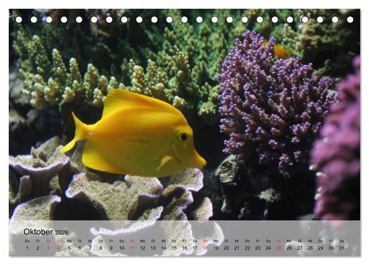 Produktbild: Knallbunte Wasserwelt. Die Welt der Fische (Tischkalender 2026 DIN A5 quer), CALVENDO Monatskalender