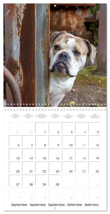 Produktbild: City dogs in the landscape park (Wall Calendar 2027 12 &times; 12 Inch) CALVENDO 12 Month Wall Calendar