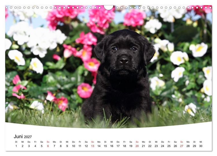 Produktbild: Labrador Welpen - Labrador Puppies (Wandkalender 2027 DIN A3 quer), CALVENDO Monatskalender