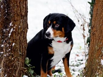 Produktbild: CALVENDO Puzzle Entlebucher Sennenhund | 1000 Teile Lege-Gr&ouml;&szlig;e 64x48cm Foto-Puzzle f&uuml;r gl&uuml;ckliche Stunden