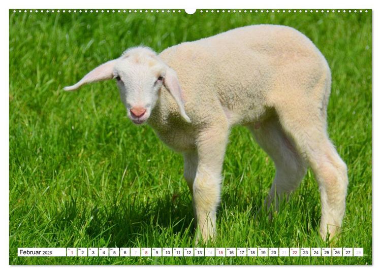 Produktbild: Nachwuchs in der Tierwelt (hochwertiger Premium Wandkalender 2026 DIN A2 quer), Kunstdruck in Hochglanz