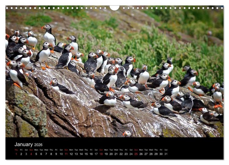 Produktbild: ATLANTIC PUFFINS OF SCOTLAND (Wall Calendar 2026 DIN A3 landscape), CALVENDO 12 Month Wall Calendar
