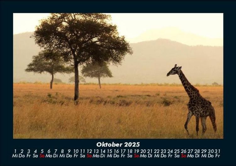 Produktbild: Giraffen 2025 Fotokalender DIN A5