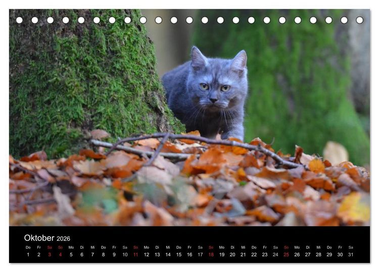 Produktbild: Haustiger - Ein Katzenkalender (Tischkalender 2026 DIN A5 quer), CALVENDO Monatskalender