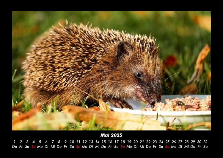 Produktbild: Tiere in der Wildnis 2025 Fotokalender DIN A3