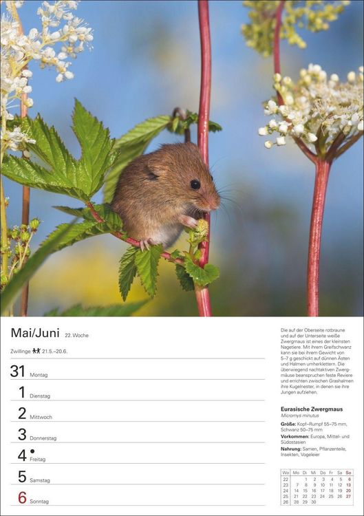Produktbild: Heimische Tiere Wochenplaner 2027 - 53 faszinierende Fotografien