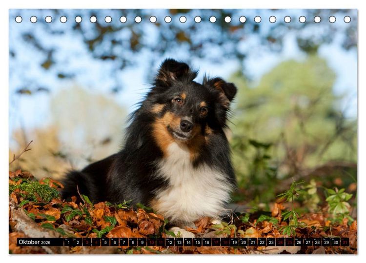 Produktbild: Shetland Sheepdogs - Kleine Charmeure (Tischkalender 2026 DIN A5 quer), CALVENDO Monatskalender