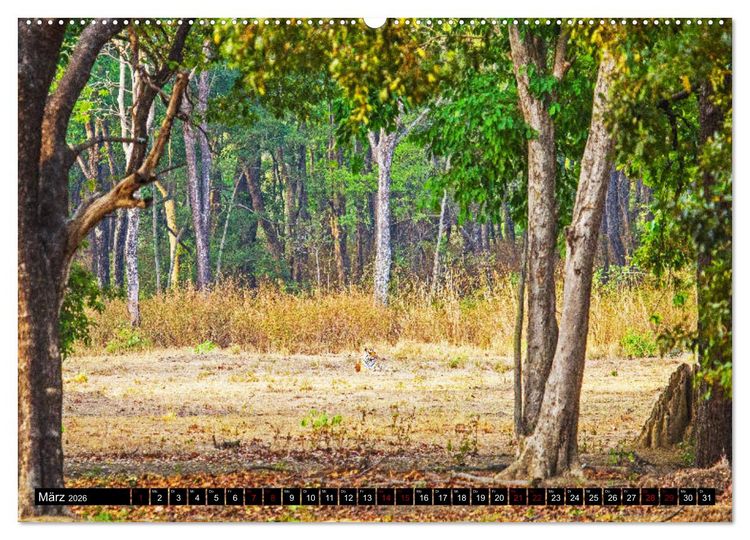Produktbild: Indien - Im Reich des Tigers (Wandkalender 2026 DIN A2 quer), CALVENDO Monatskalender