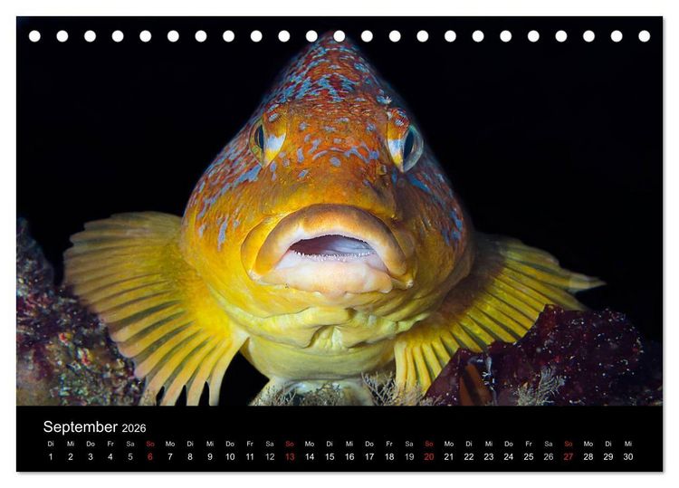 Produktbild: Unterwasser (Tischkalender 2026 DIN A5 quer), CALVENDO Monatskalender