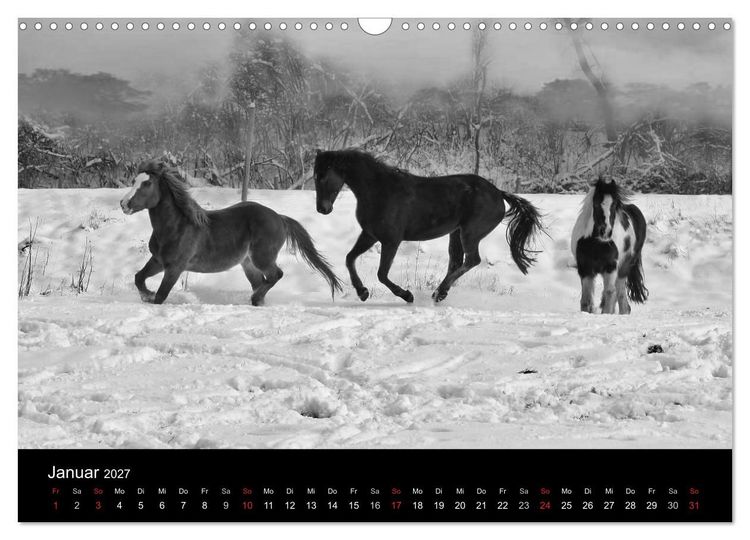 Produktbild: Pferde 2027 Wild Thing (Wandkalender 2027 DIN A3 quer), CALVENDO Monatskalender