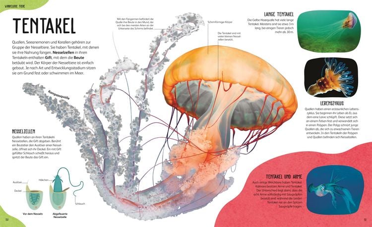 Produktbild: Anatomie der Tiere