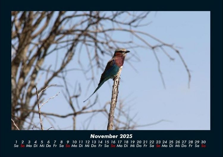Produktbild: V&ouml;gel 2025 Fotokalender DIN A4