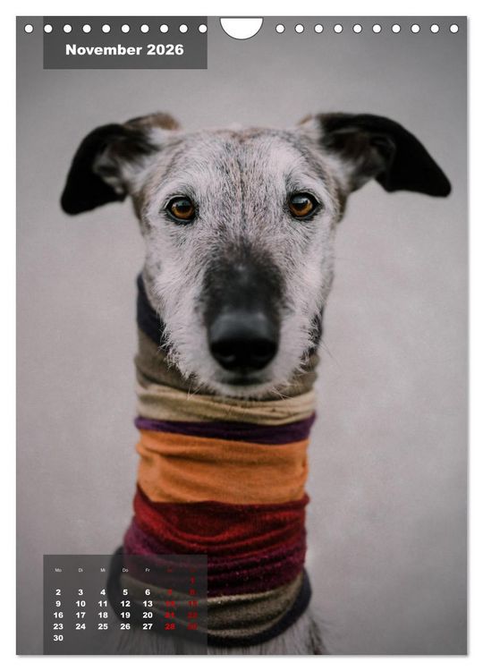 Produktbild: UNDERDOG - Windhundportraits (Wandkalender 2026 DIN A4 hoch), CALVENDO Monatskalender