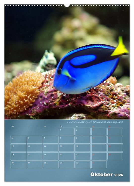 Produktbild: Bunte Riffbewohner - Fische, Anemonen und noch viel mehr (Wandkalender 2026 DIN A2 hoch), CALVENDO Monatskalender
