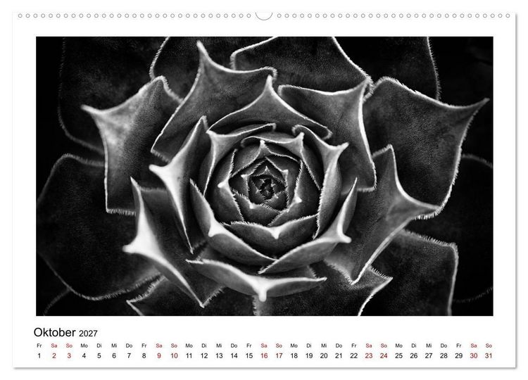 Produktbild: Die grafische Sch&ouml;nheit der Pflanzen &ndash; Schwarz-Wei&szlig; (hochwertiger Premium Wandkalender 2027 DIN A2 quer), Kunstdruck in Hochglanz