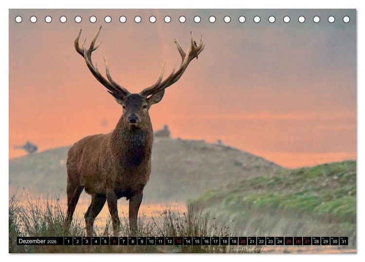 Produktbild: Wildes Deutschland (Tischkalender 2026 DIN A5 quer), CALVENDO Monatskalender