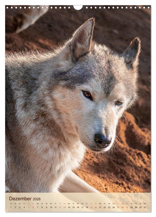 Produktbild: Im Husky-Rudel (Wandkalender 2026 DIN A3 hoch), CALVENDO Monatskalender