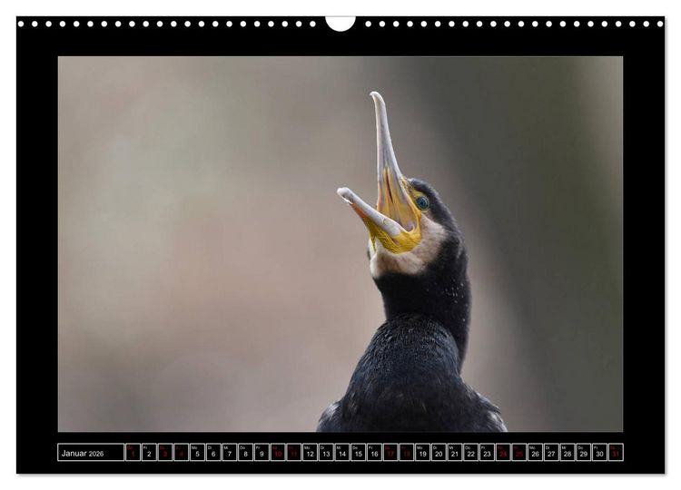 Produktbild: Niederrheinische Vogelwelt (Wandkalender 2026 DIN A3 quer), CALVENDO Monatskalender