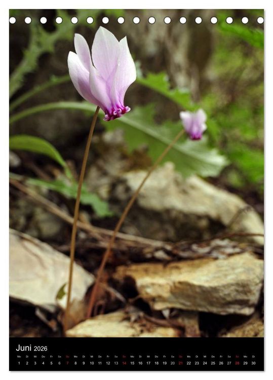 Produktbild: WILDBLUMEN (Tischkalender 2026 DIN A5 hoch), CALVENDO Monatskalender