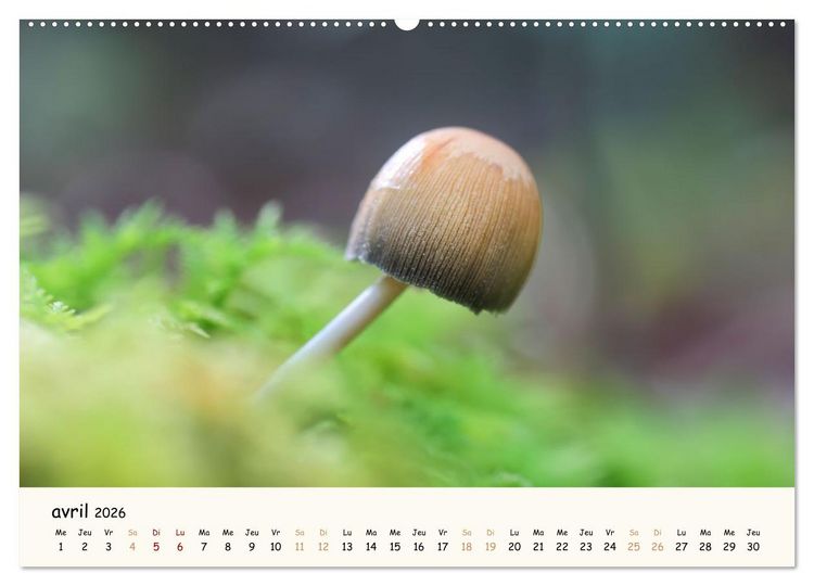 Produktbild: Champignons magiques (Calendrier mural 2026 DIN A2 vertical), CALVENDO calendrier mensuel