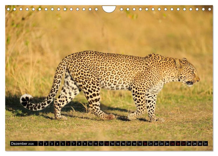 Produktbild: Faszination Afrika: Der Leopard (Wandkalender 2026 DIN A4 quer), CALVENDO Monatskalender