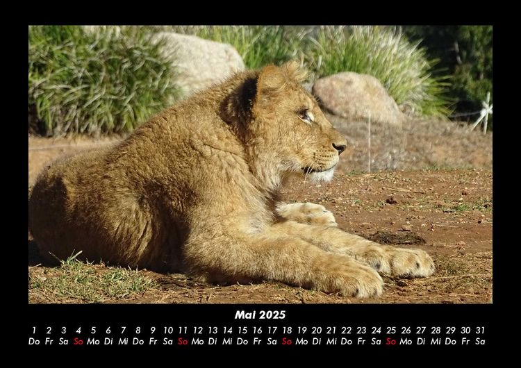 Produktbild: L&ouml;wen in der Wildnis 2025 Fotokalender DIN A3