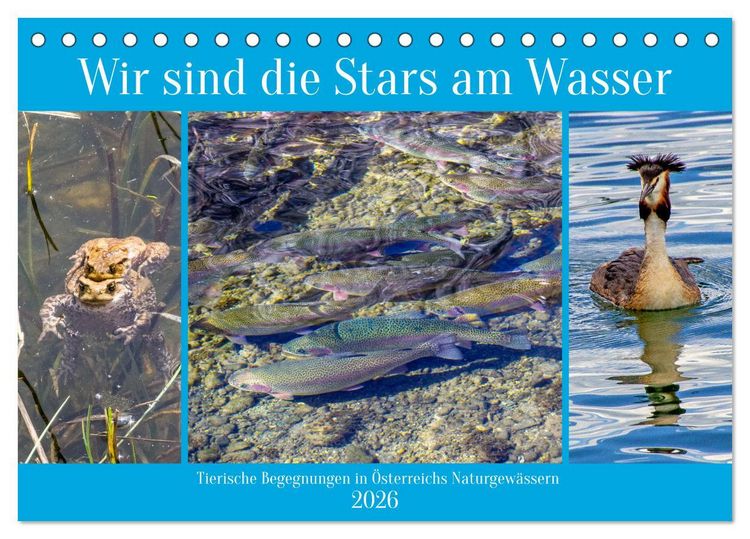 Produktbild: Wir sind die Stars am Wasser (Tischkalender 2026 DIN A5 quer), CALVENDO Monatskalender