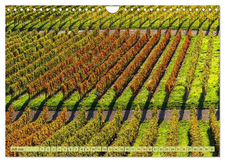 Produktbild: Farbenpr&auml;chtige Weinberge (Wandkalender 2026 DIN A4 quer), CALVENDO Monatskalender