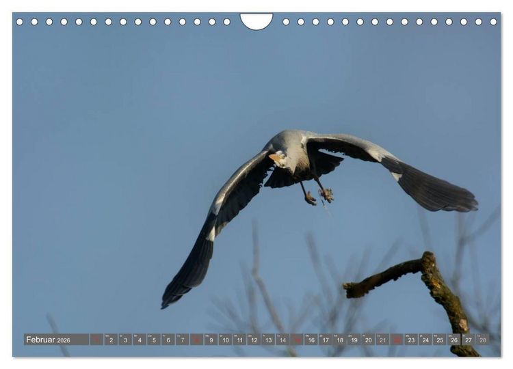 Produktbild: INNE BOTANIK - V&ouml;gel im Ruhrpott (Wandkalender 2026 DIN A4 quer), CALVENDO Monatskalender