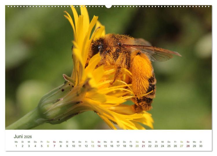 Produktbild: Wildbienen im Garten (hochwertiger Premium Wandkalender 2026 DIN A2 quer), Kunstdruck in Hochglanz