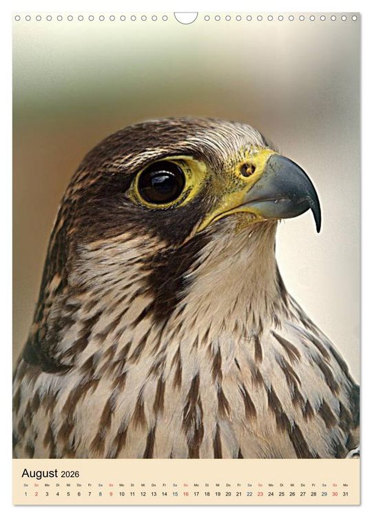 Produktbild: Raubv&ouml;gel - Die J&auml;ger der L&uuml;fte (Wandkalender 2026 DIN A3 hoch), CALVENDO Monatskalender