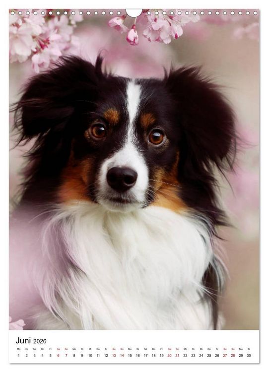 Produktbild: Australian Shepherd - Beste Freunde (Wandkalender 2026 DIN A3 hoch), CALVENDO Monatskalender