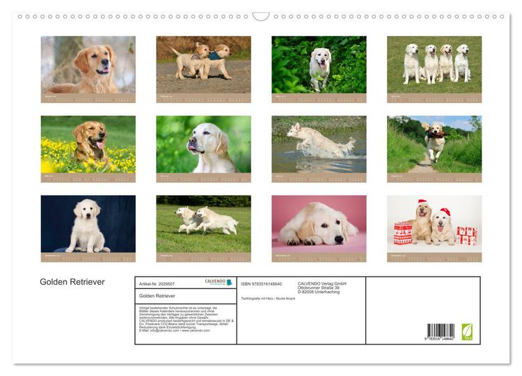Produktbild: Golden Retriever (Wandkalender 2026 DIN A2 quer), CALVENDO Monatskalender
