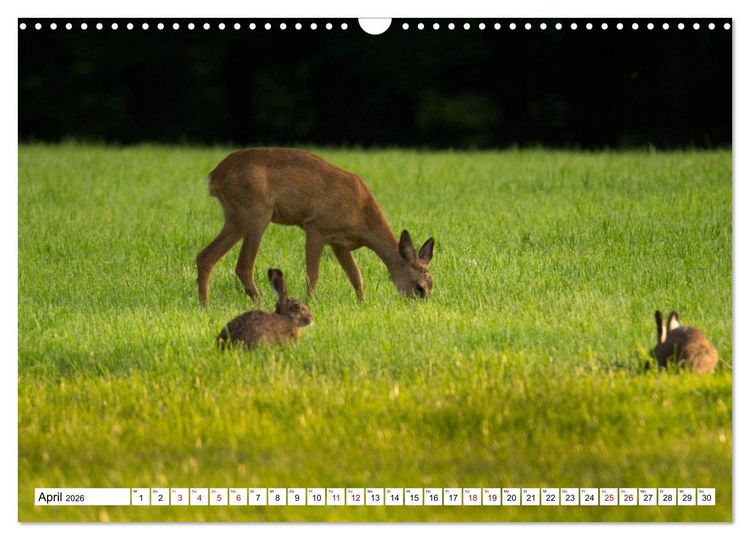 Produktbild: Anmut mit sanften Augen - Rehwild in der freien Natur (Wandkalender 2026 DIN A3 quer), CALVENDO Monatskalender