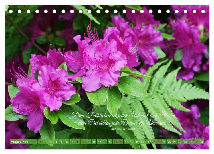 Produktbild: Rhododendren und Poesie (Tischkalender 2026 DIN A5 quer), CALVENDO Monatskalender